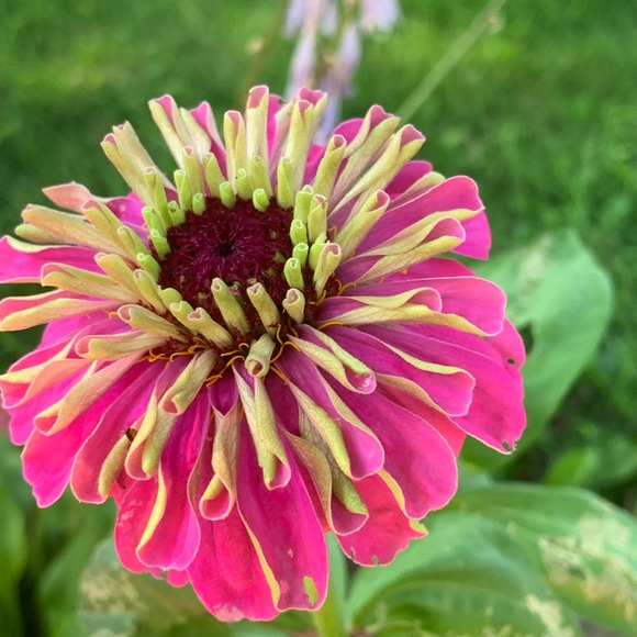 Meet your Posher, Jaisy - Picture 1 of 1